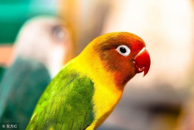 马达加斯加岛:世界第四大的岛屿