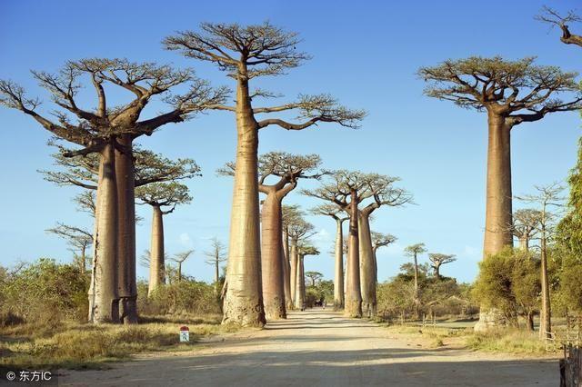 马达加斯加岛:世界第四大的岛屿