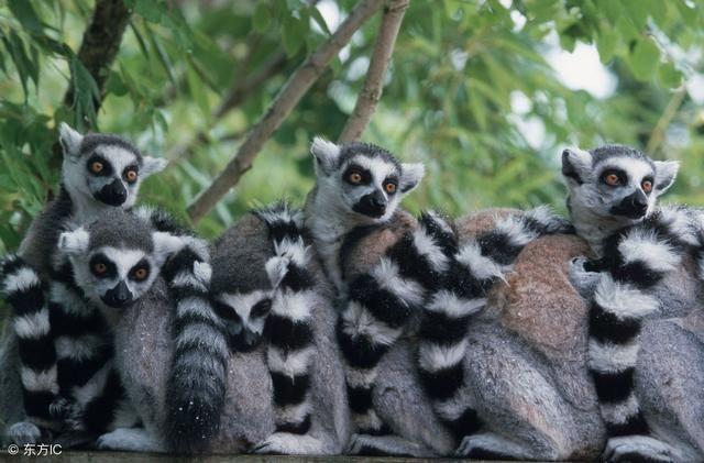 马达加斯加岛:世界第四大的岛屿