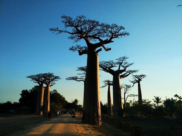 马达加斯加岛:世界第四大的岛屿