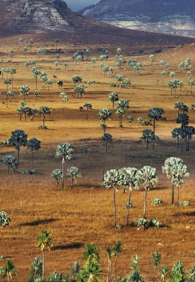 马达加斯加岛:世界第四大的岛屿