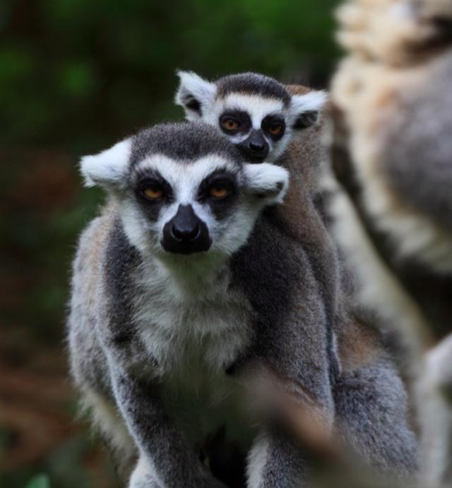 马达加斯加岛:世界第四大的岛屿