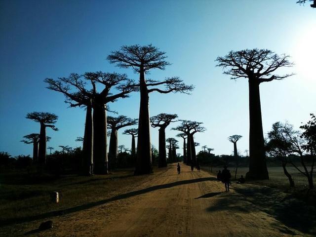 马达加斯加岛:世界第四大的岛屿