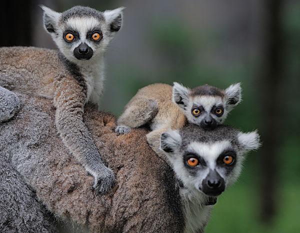 马达加斯加岛:世界第四大的岛屿