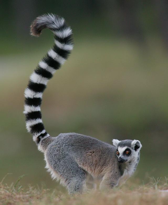 马达加斯加岛:世界第四大的岛屿