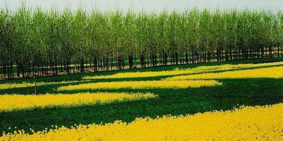 河南有个拥有6.9万亩林海的“塞罕坝”，风景秀美，非常适合春游