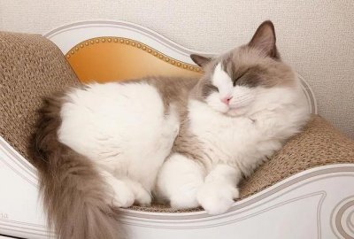 ​猫咪被揍之后,都在想什么?