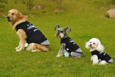 ​《养狗手册》：7款易上手、好饲养的中型犬