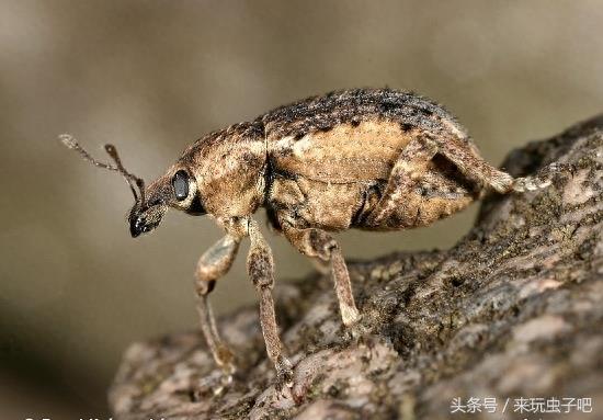 长鼻子象鼻虫，高清多图欣赏