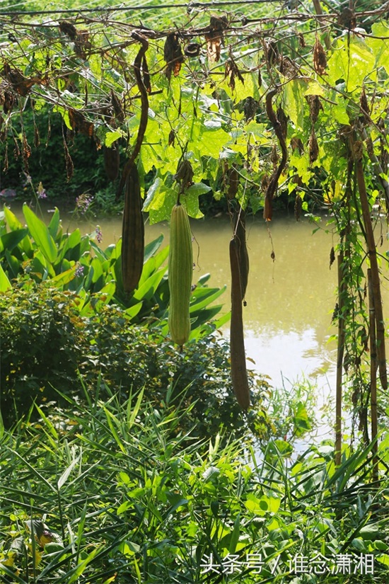 佛山罗南生态园：园林+农业+景观