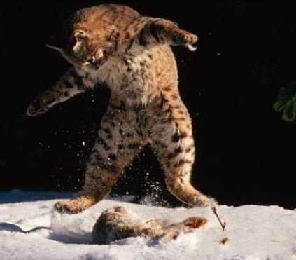 赤猞猁，全地形动物杀手