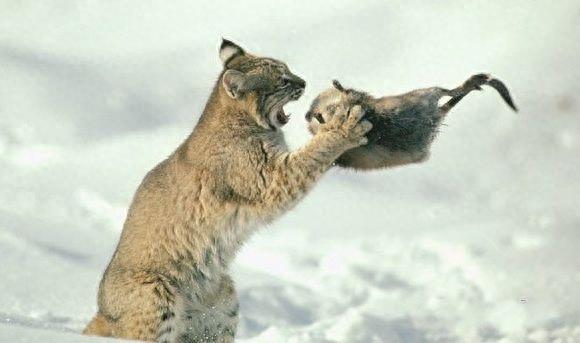 赤猞猁，全地形动物杀手