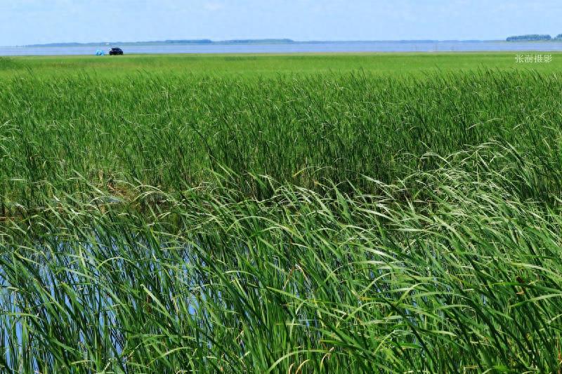 天蓝云白草绿,黑龙江最美草原在杜尔伯特,宛如画境