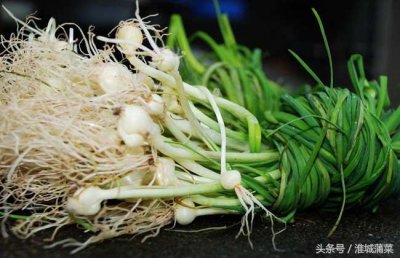 ​「营养食谱」野葱的家常8种做法