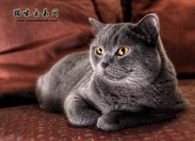 ​为什么养英短蓝猫的人这么多？英短蓝猫的优缺点有哪些？