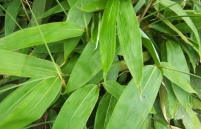 ​大山里的这种“叶子”，你见过没？用来包出的粽子“特别香”
