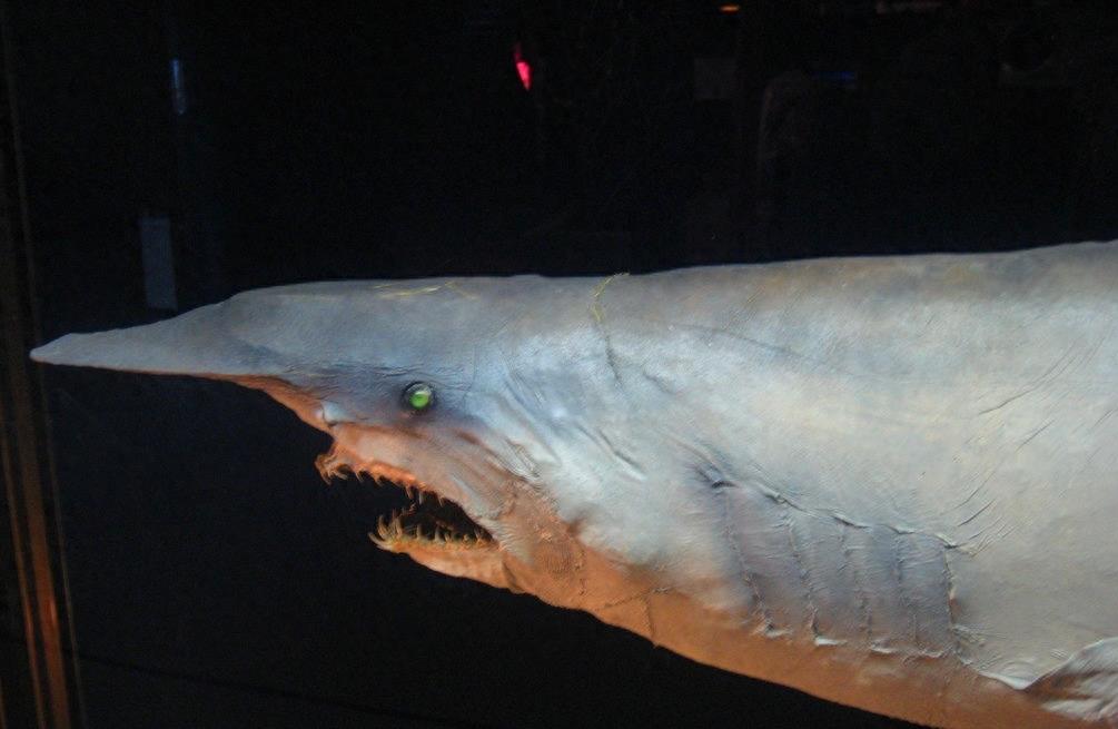 粉嫩嫩的精灵鲨你见过吗？长相太凶猛可怕