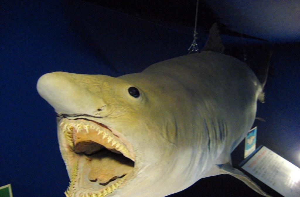 粉嫩嫩的精灵鲨你见过吗？长相太凶猛可怕