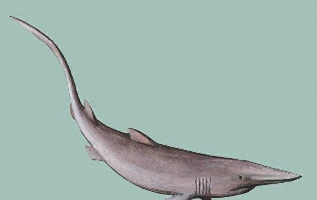 粉嫩嫩的精灵鲨你见过吗？长相太凶猛可怕