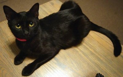 ​玄猫有哪些品种，你知道吗？