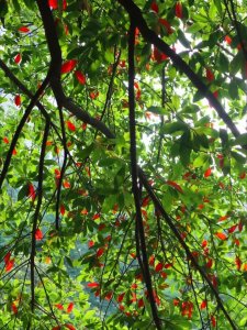 ​草木人间：杜英树，待到夏季如云开