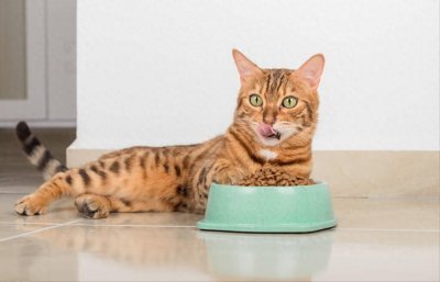 ​什么品牌的猫粮好？10大又好又便宜的猫粮推荐