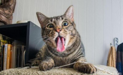 ​猫咪除了喂猫粮，还可以给它喂这几种食物，营养又健康