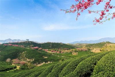 ​什么叫老白茶，您对此了解多少