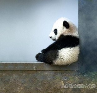 ​30种超级可爱的动物幼崽你见过几种？咱们的国宝可以排第几呢？