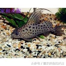 热带鱼图鉴观赏说明大全
