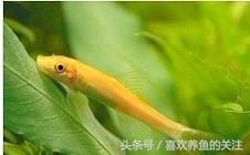 热带鱼图鉴观赏说明大全