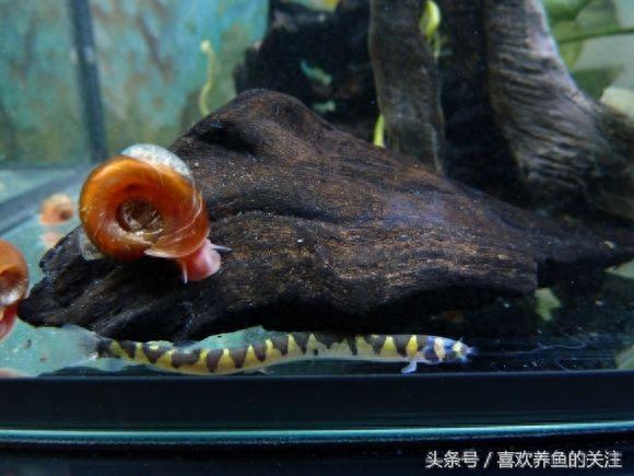 热带鱼图鉴观赏说明大全