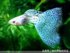 热带鱼图鉴观赏说明大全