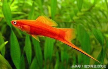 热带鱼图鉴观赏说明大全