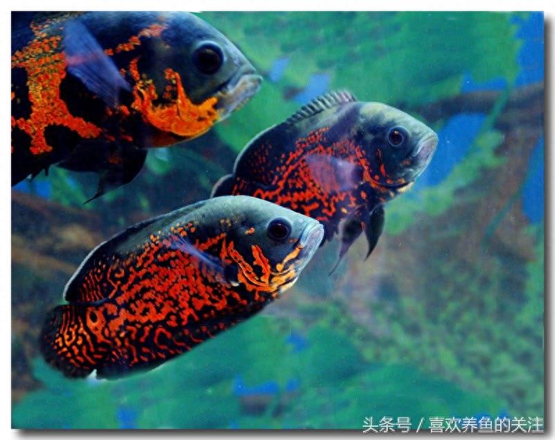 热带鱼图鉴观赏说明大全