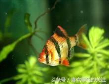 热带鱼图鉴观赏说明大全