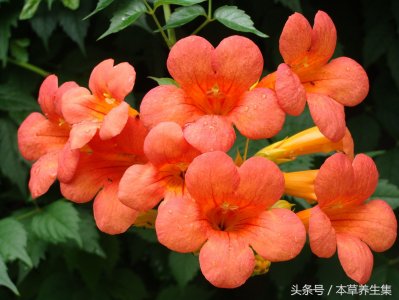 ​高悬枝头的凌霄花，居然是一味活血凉血的中药材！