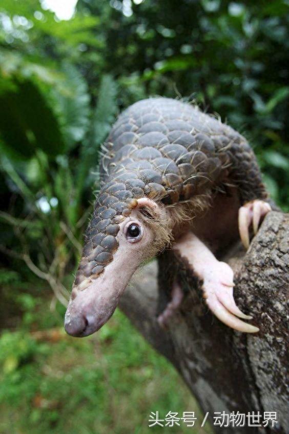 动物世界-中华穿山甲