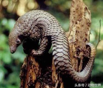 动物世界-中华穿山甲