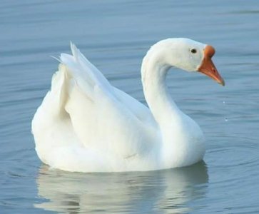 ​《咏鹅》是家喻户晓的一首古诗词，初唐四杰的骆宾王在七岁时写的
