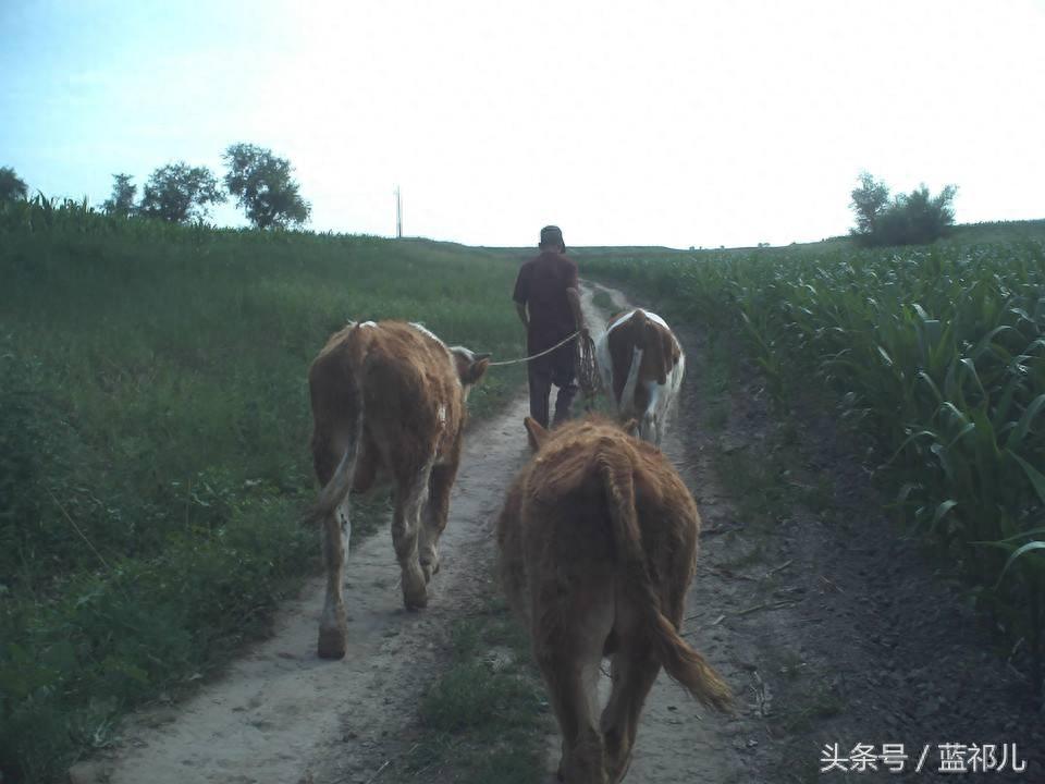 父亲的背影大合集，总有一张能勾起你对父亲的回忆