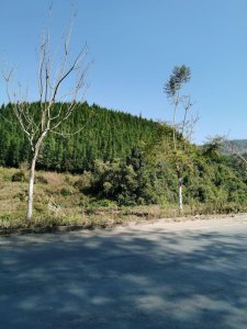​云南西双版纳打洛口岸（电影电视剧中常出现的口岸原型）沿途风光