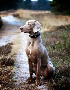 ​世界名犬-德国魏玛犬 幽灵犬