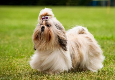​西施犬的起源及特征