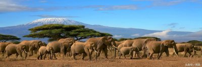 ​黄家驹在非洲之旅一次写出“AMANI”，除了天才，还能怎么说？
