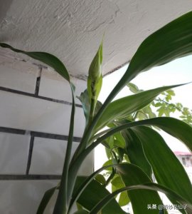 ​如何才能让富贵竹开花？看过富贵竹花穗顶枝头的景象吗？