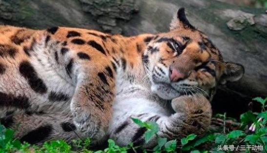 猫科动物战斗力TOP10，不服来辩！