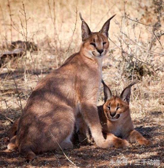 猫科动物战斗力TOP10，不服来辩！