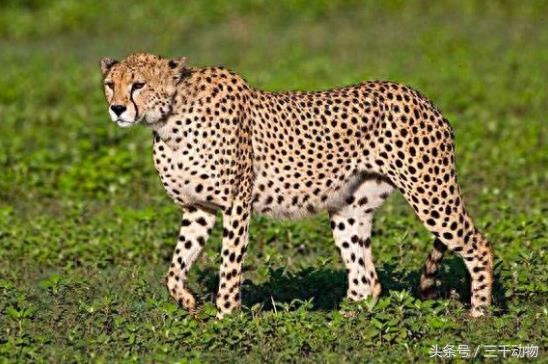 猫科动物战斗力TOP10，不服来辩！