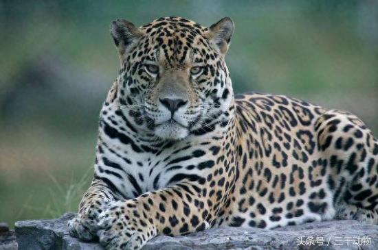 猫科动物战斗力TOP10，不服来辩！